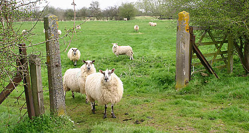 Field gate near the River Leach